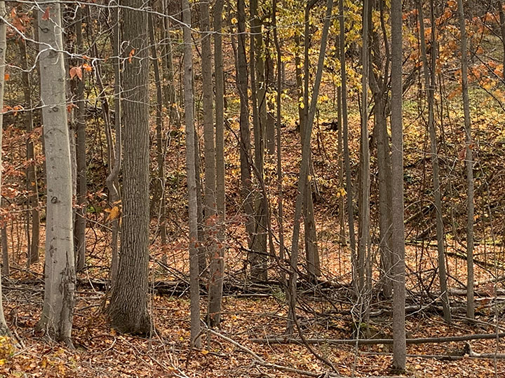 21.8 Acres Wooded Hunting Land Conneautville, PA KIKO Auctions and Auctioneers